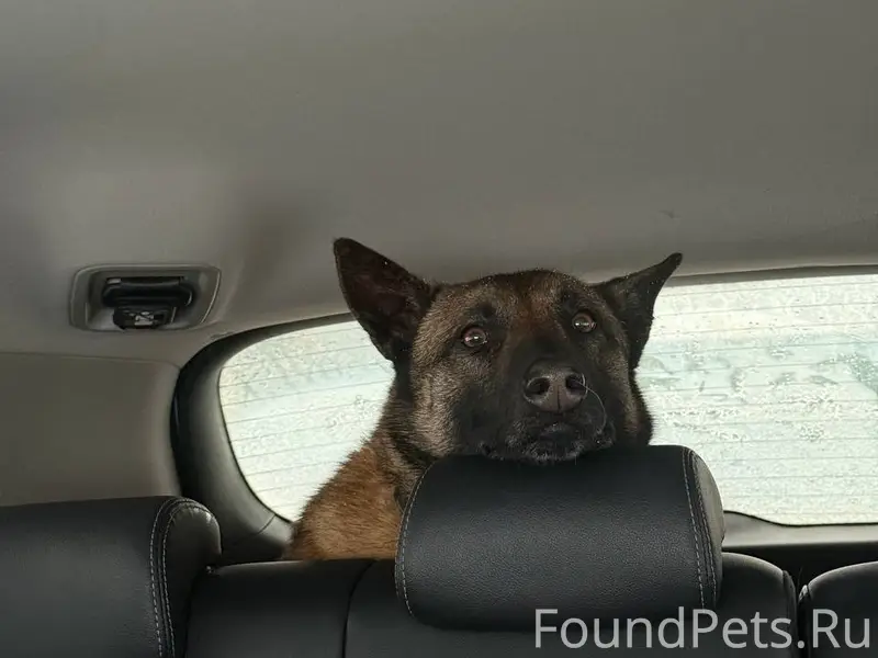 Найден малинуа, деревня Львово, Московская область