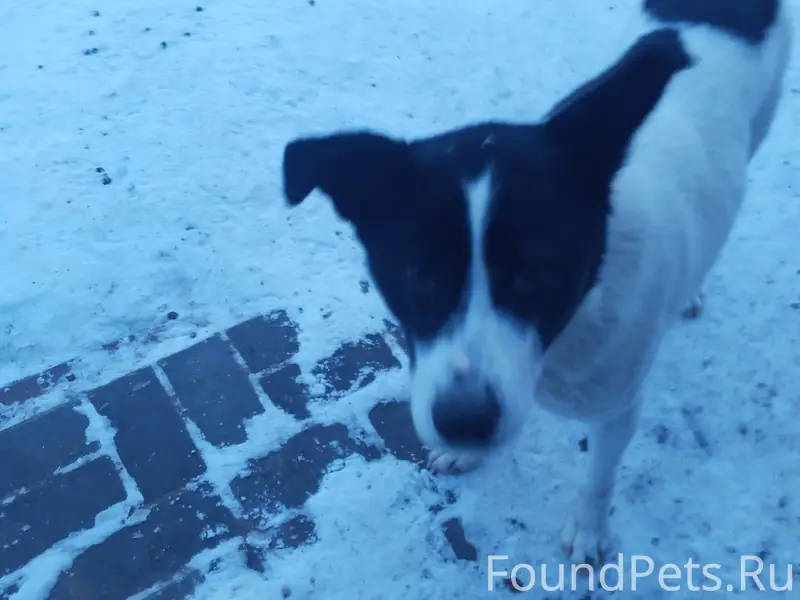 Найден тип собака, Завьяловский район