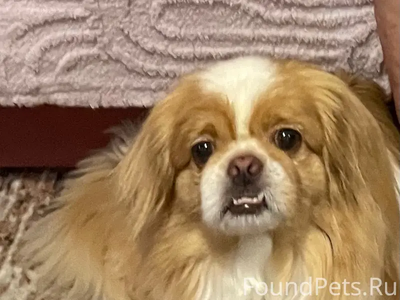 Пропала собака Рикки, ул. Речной