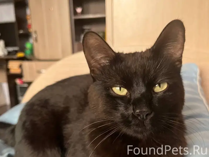 Пропал кот Мелкий, район Розы Люксембург и Запрудной