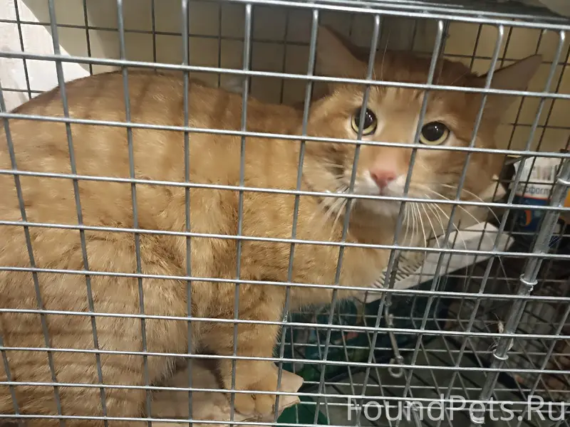 Найден рыжий кот, Екатеринбург