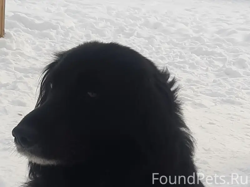 Пропала чёрная собака, без ошейника
