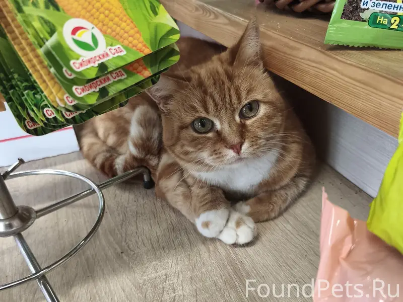 Найдена кошка, парковка Аксона