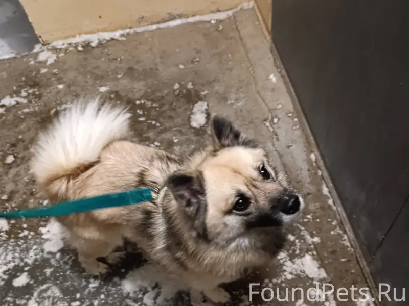 Найден пёс, Карл Либкнехта 14