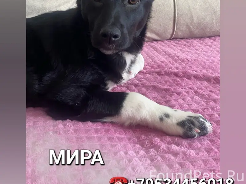 Пропала собака, вниз от Рахманинова, 3а