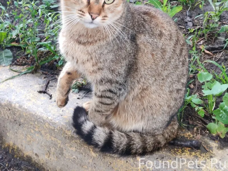 Пропала кошка Рыся, район Ошарской и Белинского