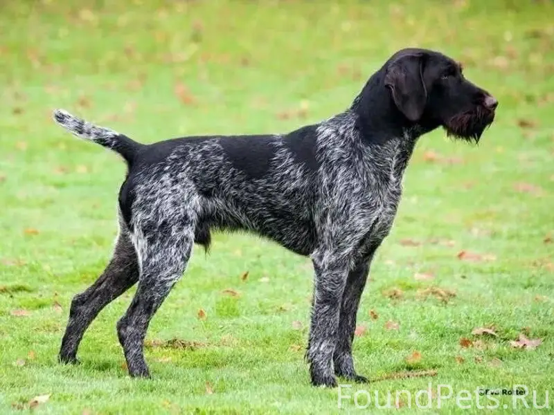 Пропал пёс Арчи, село Аликово