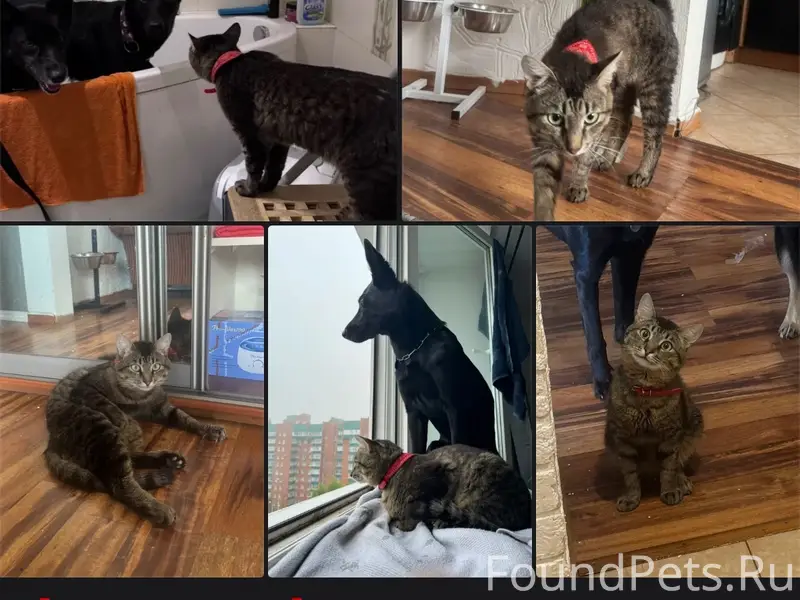 Пропал кот Чувак, Пермь