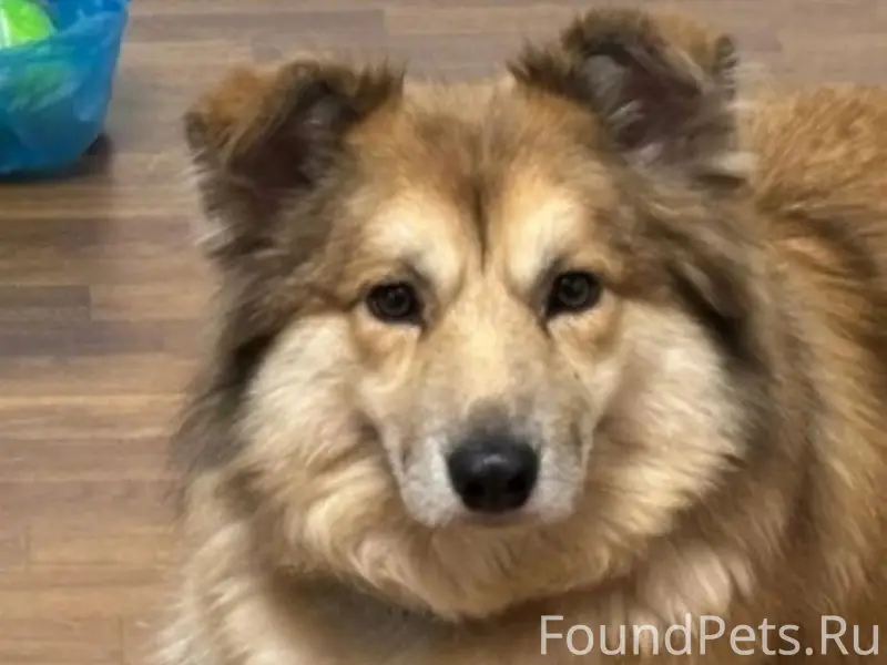 Пропал метис корги и бордер-колли, Пятигорск