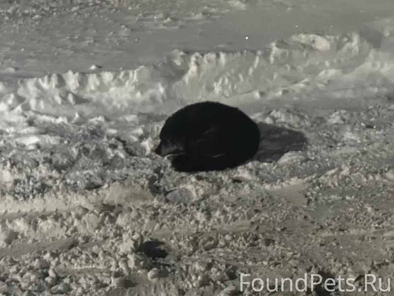 Пропал пёс, Олимпийская 54