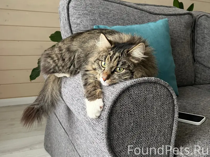 Пропал кот Кузя, площадь