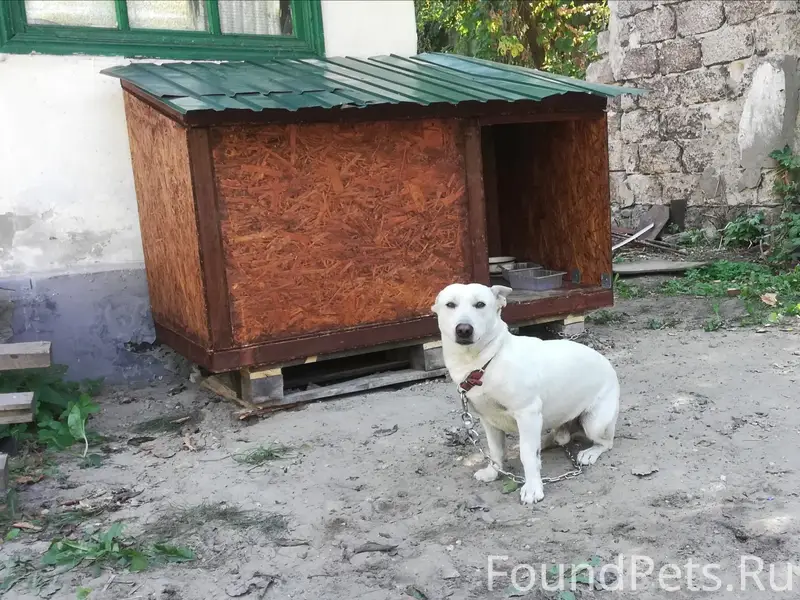 Найден кобель, потерялся в автобусе