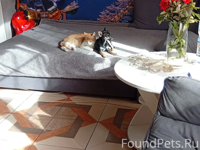 Пропала собака, Николаевка, СНТ Альбатрос