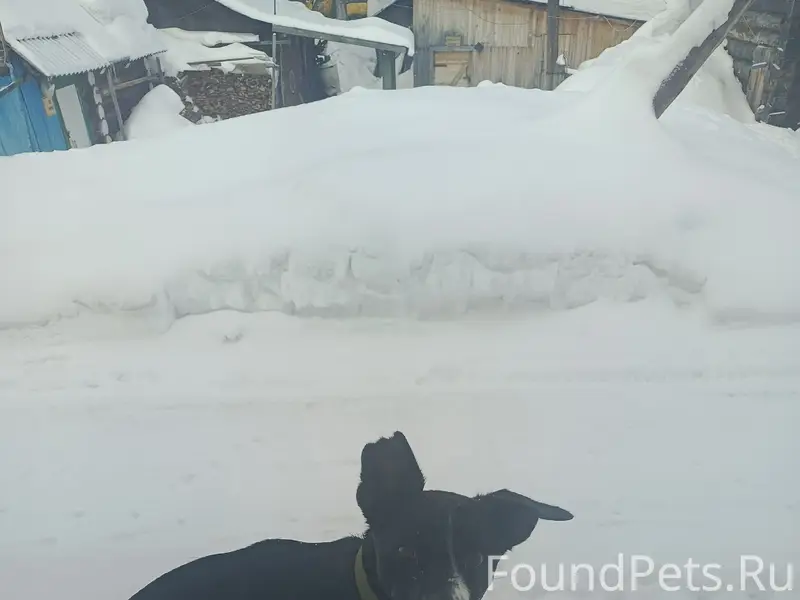 Пропала собака Ильма