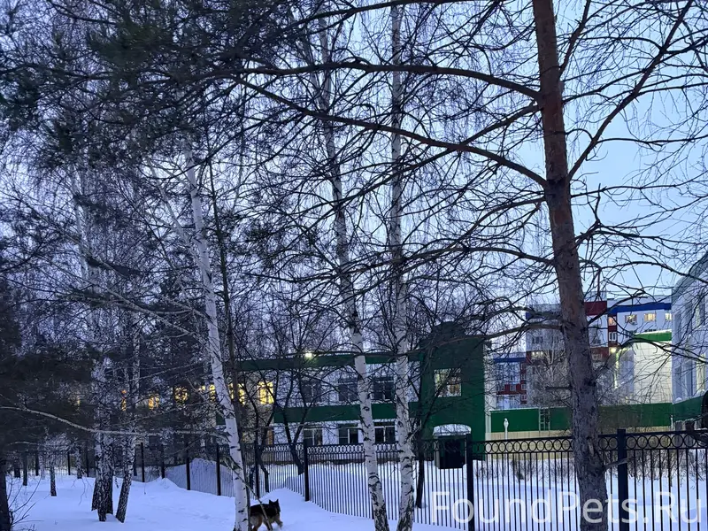 Пропала овчарка, возле 56 школы