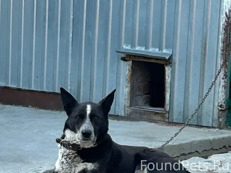 Пропала собака Лада, г. Сердобск