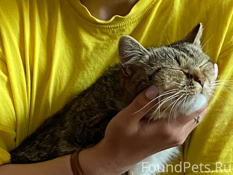 Пропала кошка Кнопа, поселок Мичуринский