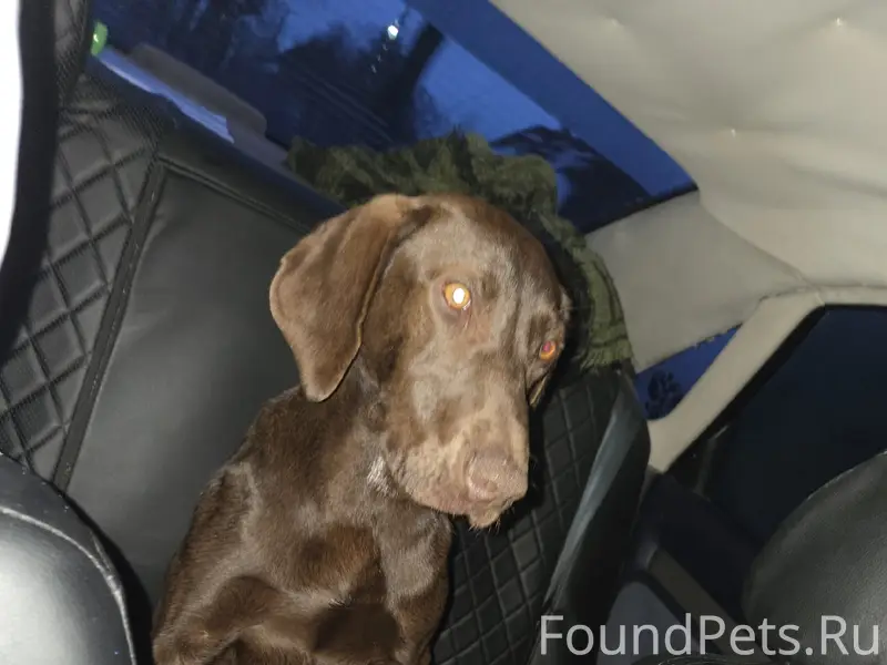 Найден щенок, трасса за посёлком Дружба