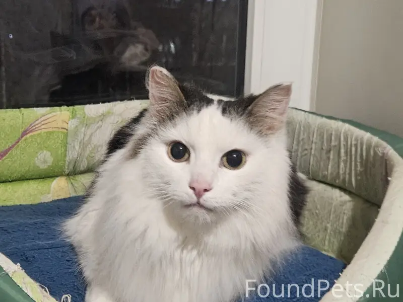 Найден кот, Социалистическая 18