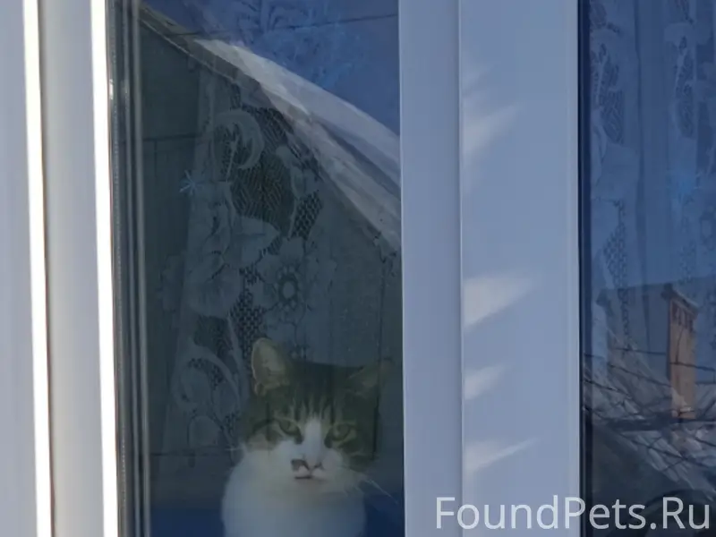 Пропал кот Сеня, район первого отдела полиции