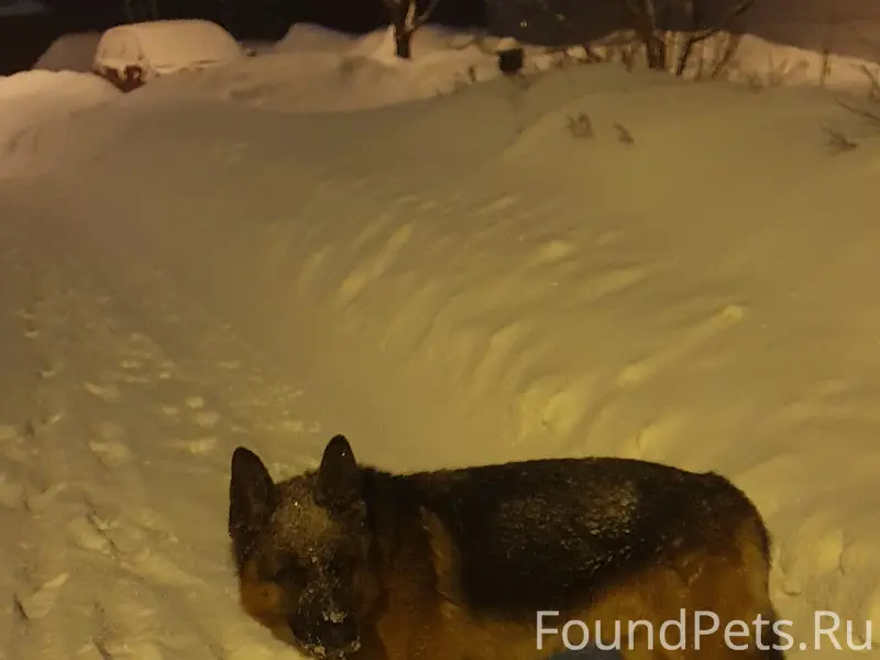 Найден кобель немецкой овчарки