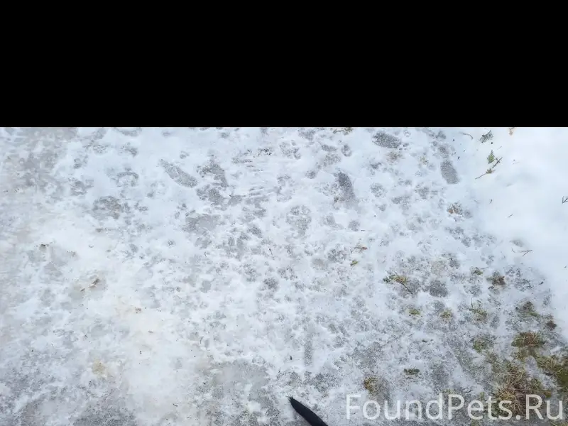 Пропала овчарка, последнее местонахождение пер. Коморова
