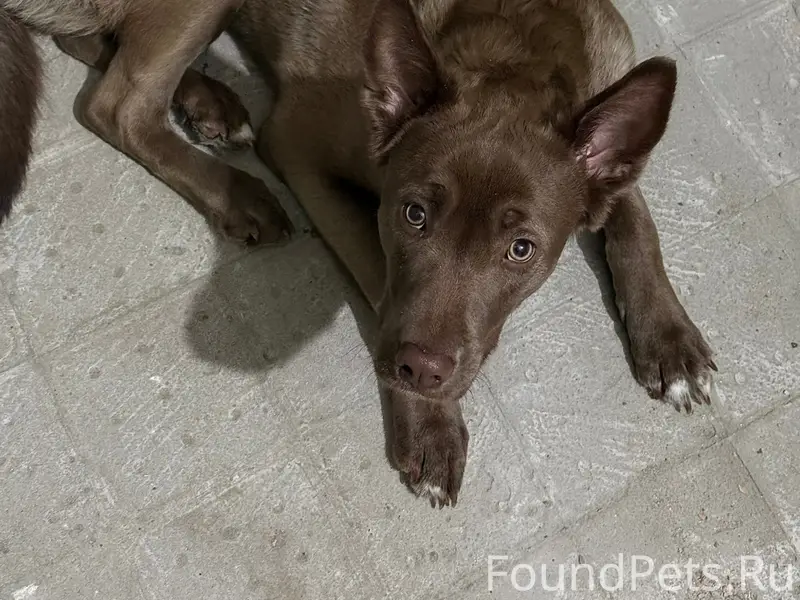 Найден пёс, хромает, улица Щербакова