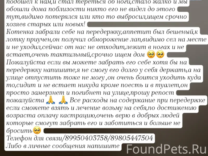 Найден котёнок, район вокзала