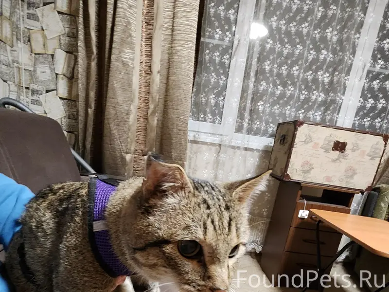 Найдена кошка, Валентиновка парк, Королёв