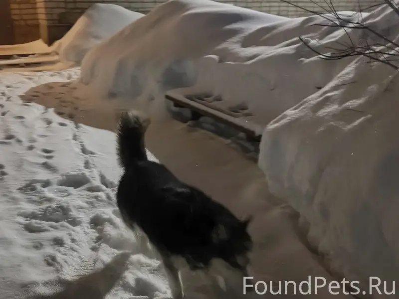 Пропала хаски, с ошейником