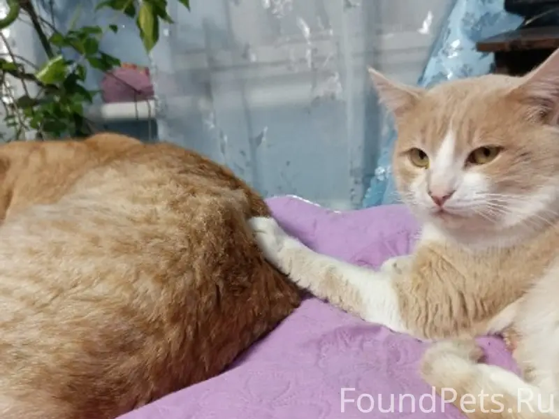 Пропал кот Кекс