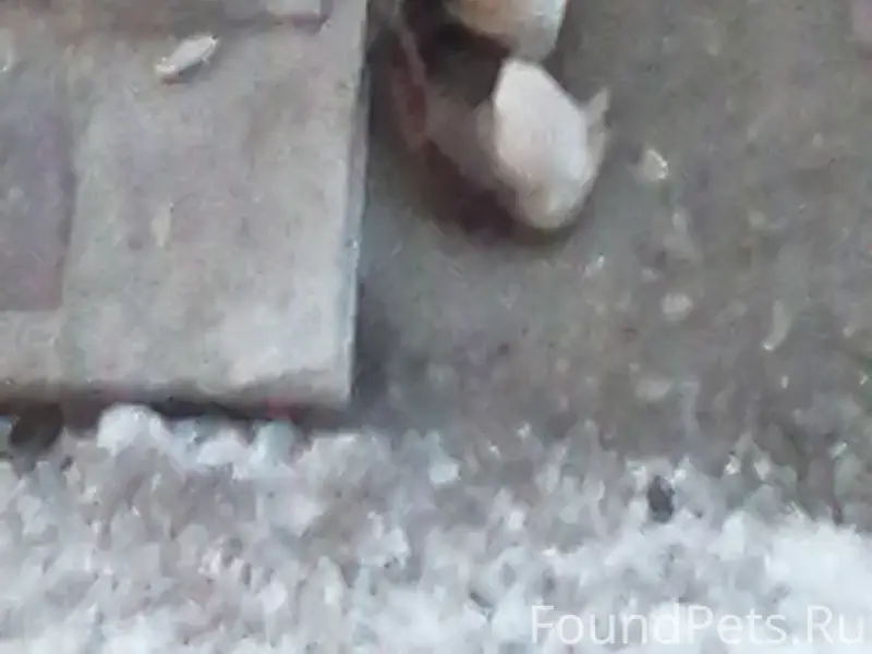 Пропала собака, место не указано