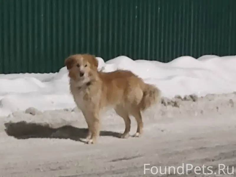 Найден тип собака, Бернгардовка