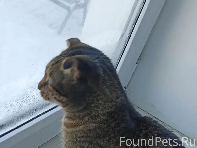 Пропал кот, старый микрорайон