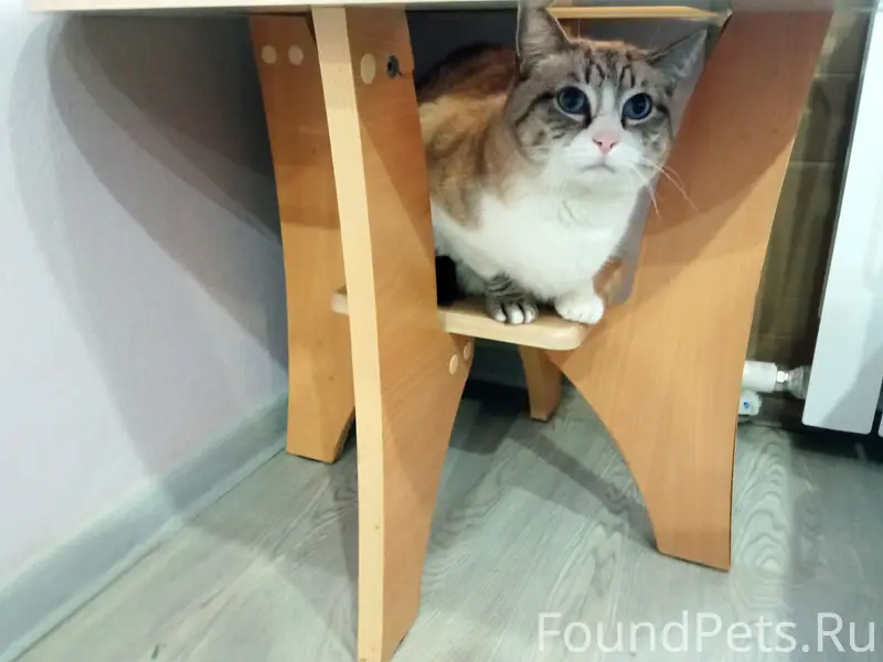 Пропал кот, Богородск