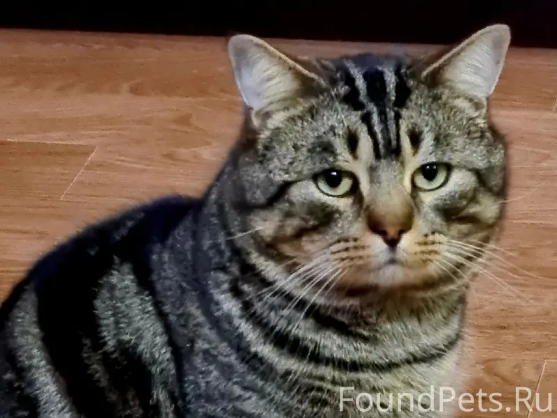 Пропал кот Микусь, улица Лесопильщиков