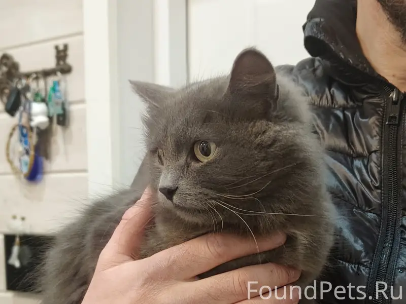 Найдена кошка, Боровск