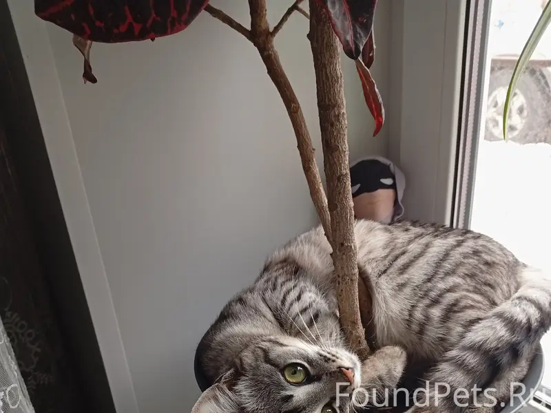 Пропал кот, район Минеево