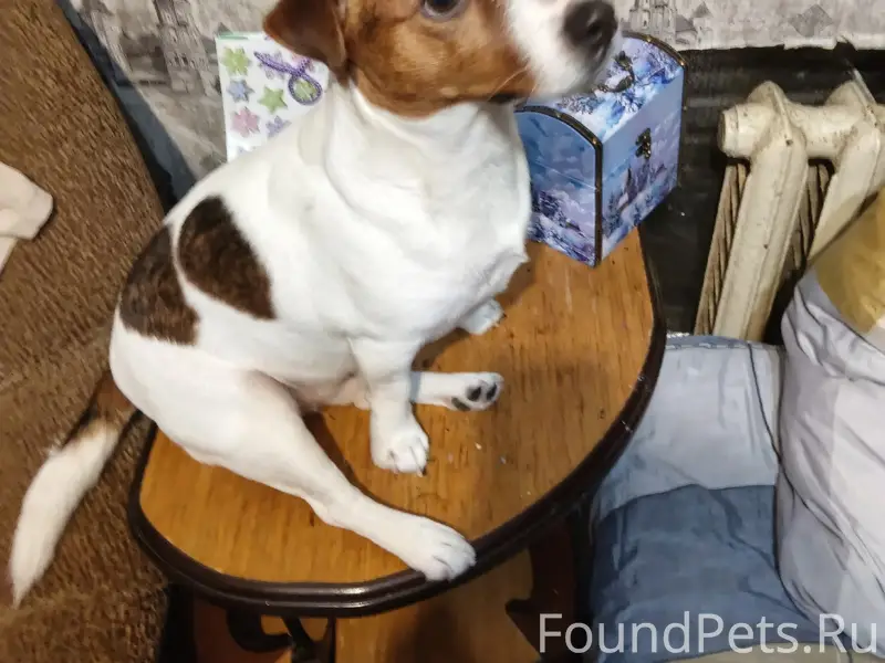 Пропал Джек рассел Честер, Машиностроителей