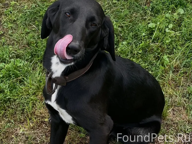 Пропал пёс Байкал, район Кирпичного