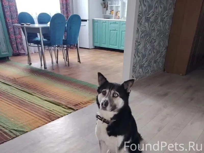 Пропала собака, Туймазинский Район