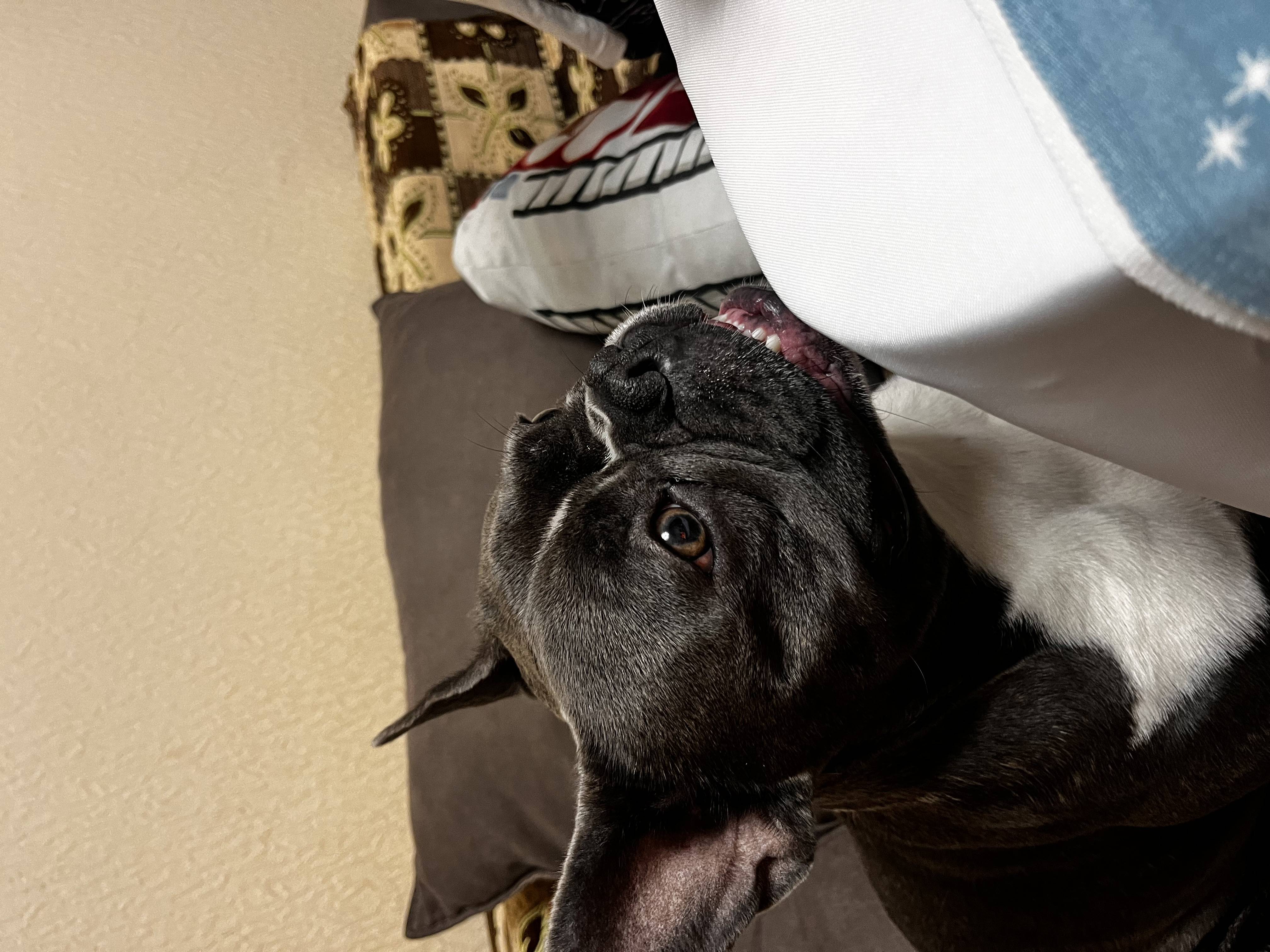 Здравствуйте, 23.02.2026 около 17:00 часов потерялась собака французский бульдог по кличке Тедди,был в красном ошейнике ,по улице Краснодарская 43, в районе стройки