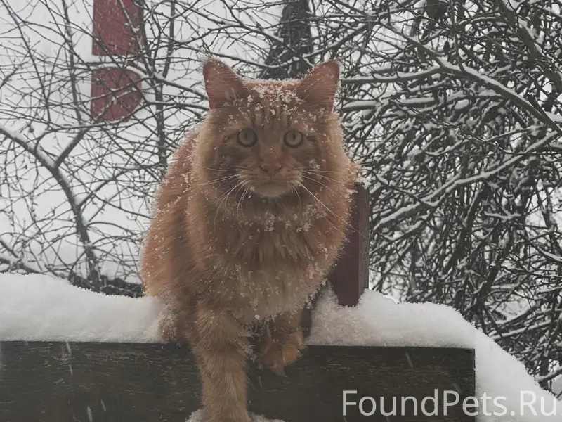 Пропал рыжий кот, район улицы Криницкого и Восстания
