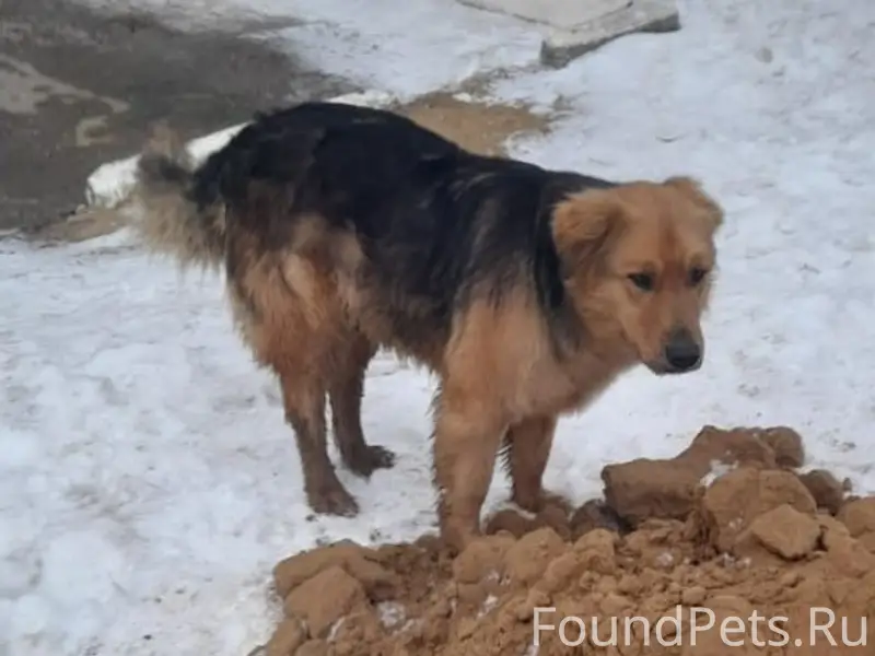 Пропала крупная собака Аврора, 6 микрорайон