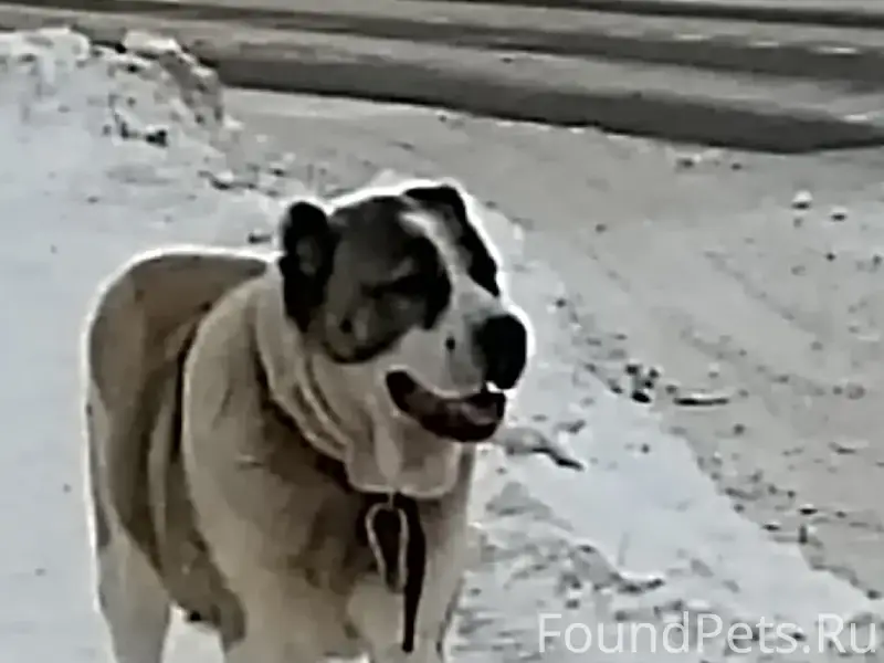 Пропала собака, п. Мирный