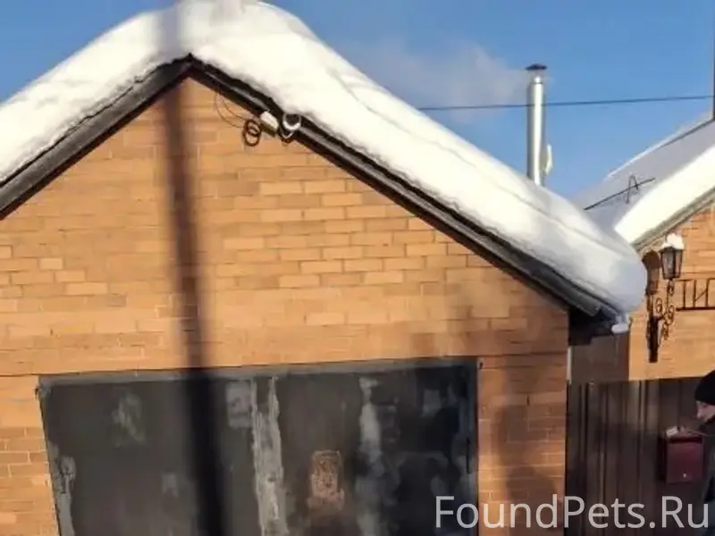 Пропал щенок овчарки, центральный район