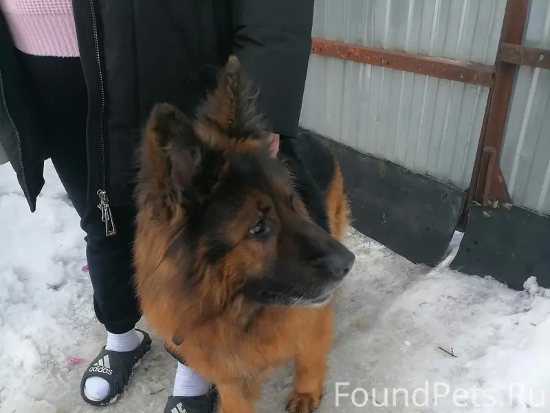 Найден тип собака, район Аргамача