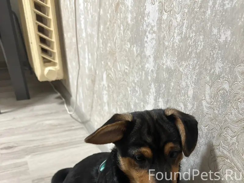 Найден щенок, улица Софьи Перовской