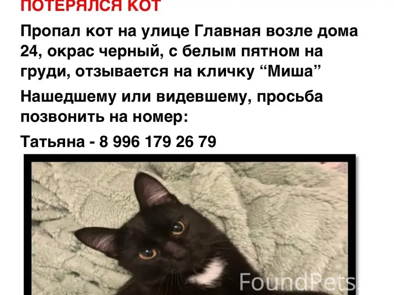 Пропал домашний кот, Екатеринбург, Исток