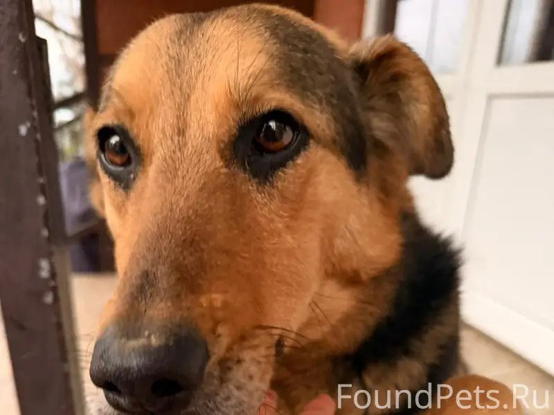 Найдена кошка, возможно домашняя, без клички